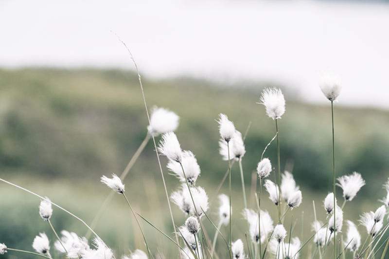 Cottongrass Field