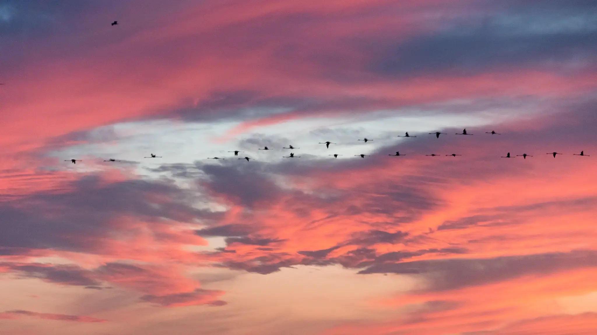 Flamingos flying over the Albufera of Valencia at Sunset